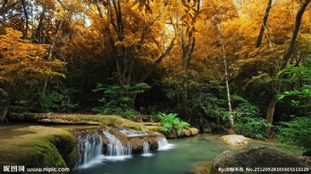 秋天森林微瀑图片
