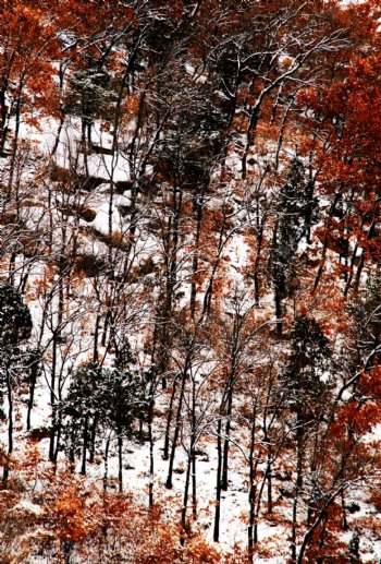 山坡上的雪与树图片
