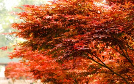 红叶深秋图片