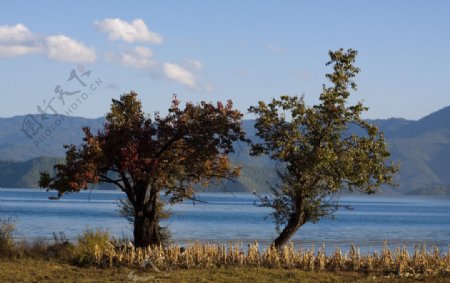 泸沽湖岸边的树图片