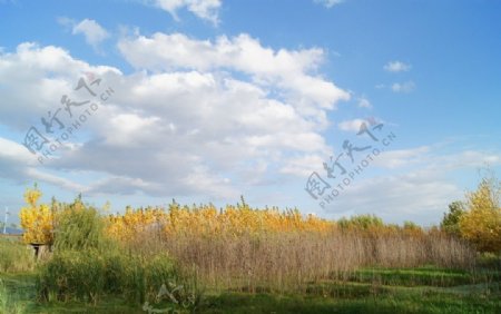 湿地秋色图片