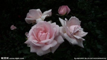 蔷薇花图片