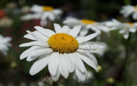 白色葵花近景图图片