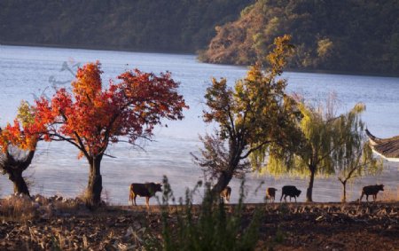 泸沽湖悠闲的牛儿图片