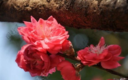 春日下的桃花图片