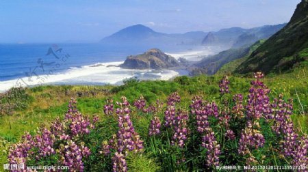 高山山花图片