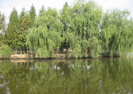河堤大树图片