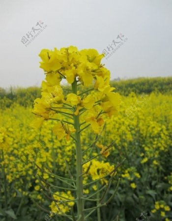 油菜花图片