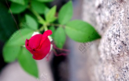 玫瑰花苞图片
