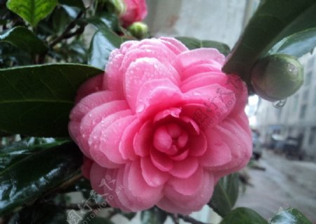 漂亮粉色山茶花图片