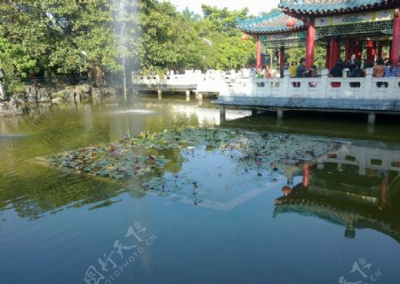 深圳龙岗公园鱼池图片