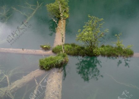 水里的杉树图片