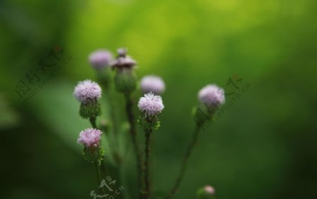 紫花霍香蓟图片