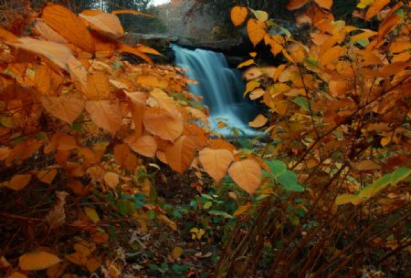 秋天瀑布边上的金黄树叶图片