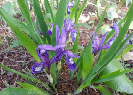 野生紫色花朵图片