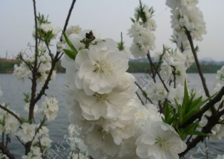 桃花花枝图片