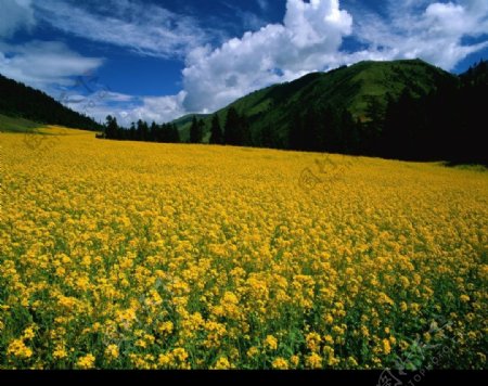 油菜花开图片