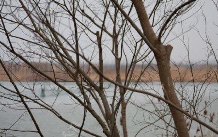 冬天秦湖湿地树枝图片