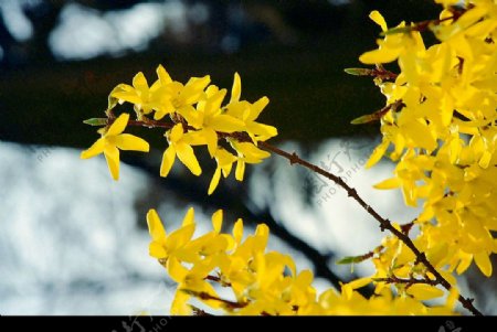 雪地中的黄色枫叶树图片