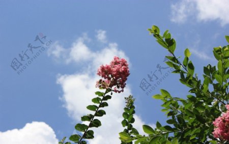 蓝天白云绿叶红花图片
