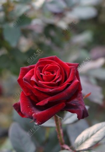 冬日的玫瑰图片