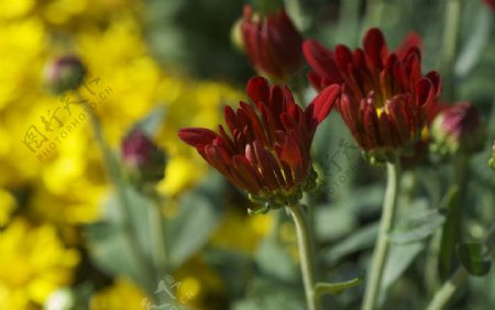 三朵红菊花图片
