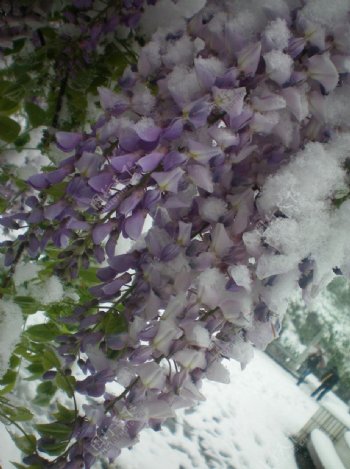 紫色槐花雪花图片
