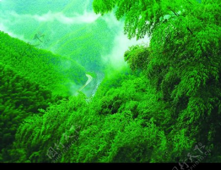 竹风景图片