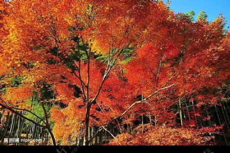 秋天红枫图片