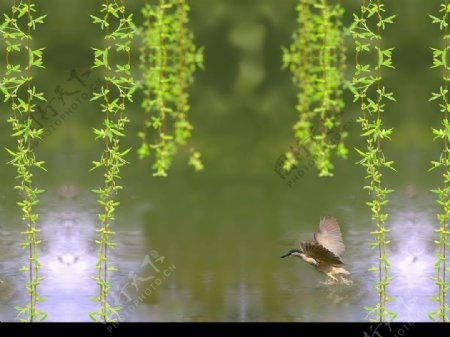 柳绿水鸟图片