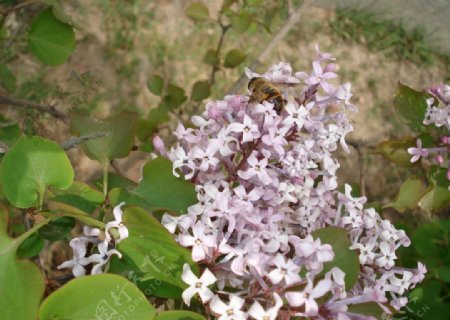 丁香花图片