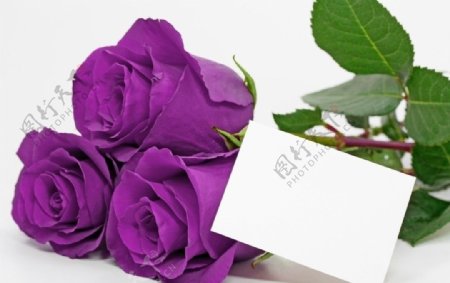 紫色玫瑰图片