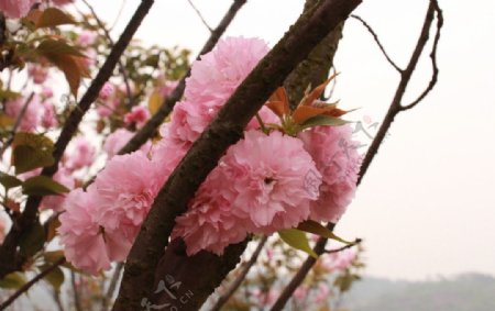 樱花十里图片