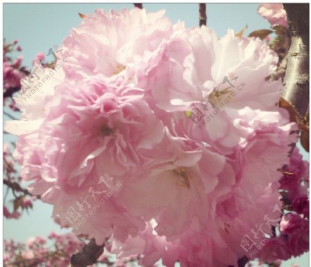 樱花簇图片