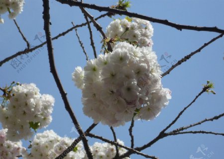 白樱团簇图片