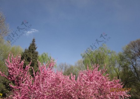 樱花图片