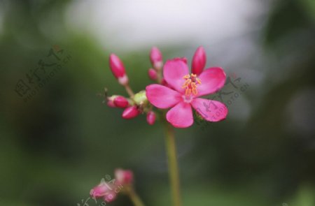 小红花图片