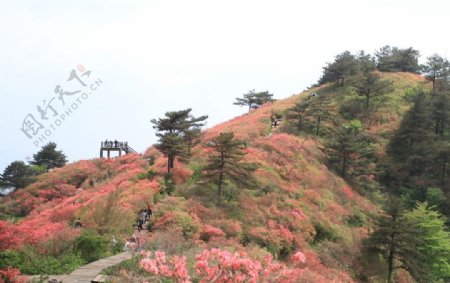 杜鹃花海图片