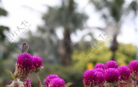 紫花藿香蓟图片