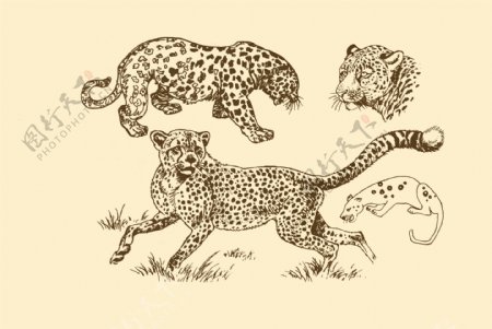 动物图案豹图片