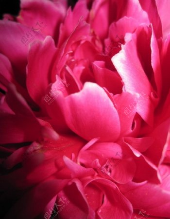 粉红色牡丹花图片