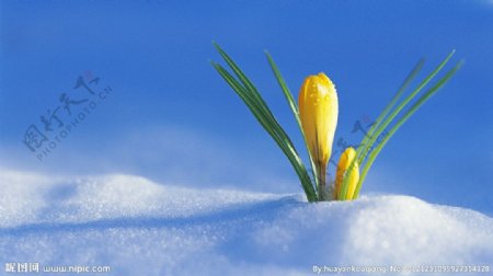 雪地里的郁金香图片