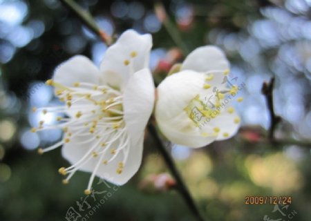 枝头梨花图片