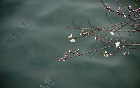 花与湖水图片