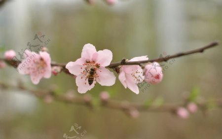 桃花图片