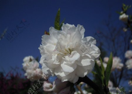 白桃花图片