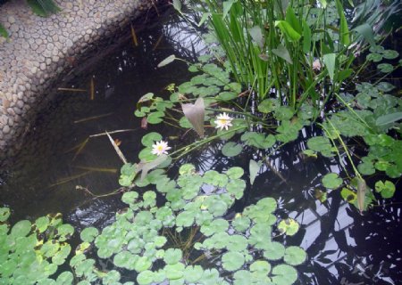 水生植物睡莲图片
