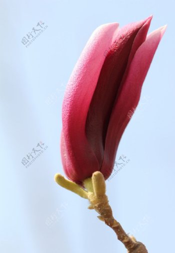 玉兰花图片