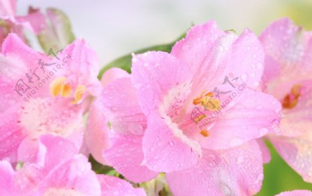 盛开的百合花图片