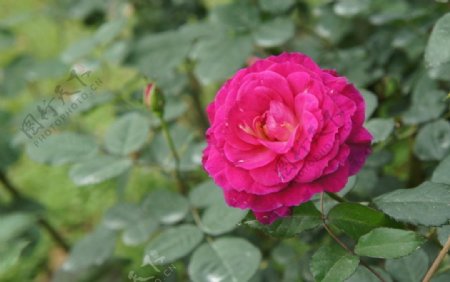 蒋介石官邸的玫瑰花图片